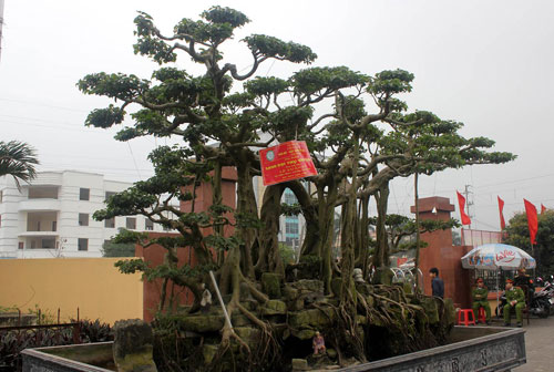 Bonsai, cay canh nghe thuat, cây cảnh nghệ thuật, cay the, cây thế, triển lãm bonsai, trien lam bonsai, triển lãm cây thế, trien lam cay the